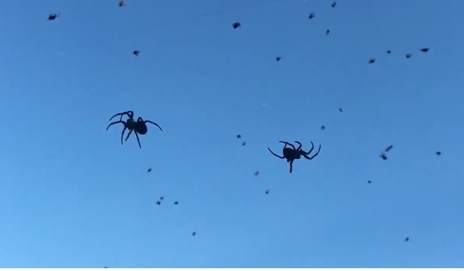 Las arañas tejieron una gran red para atrapar insectos. (Twitter @Luriper)