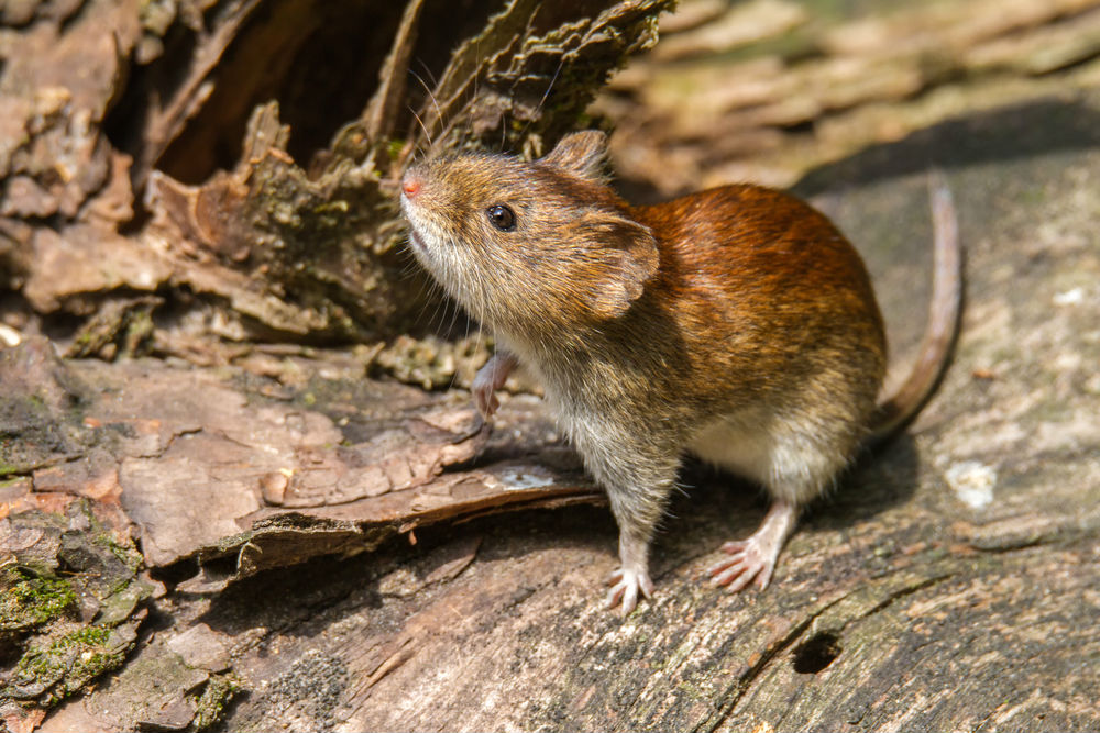 El hantavirus se transmite principalmente por el contacto con ratones. (Shutterstock)