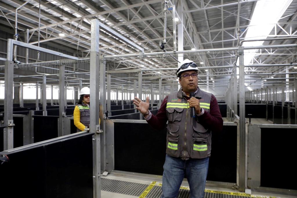 En una primera etapa, se proyecta el sacrificio de 5 mil cerdos por día (Agencia Enfoque)