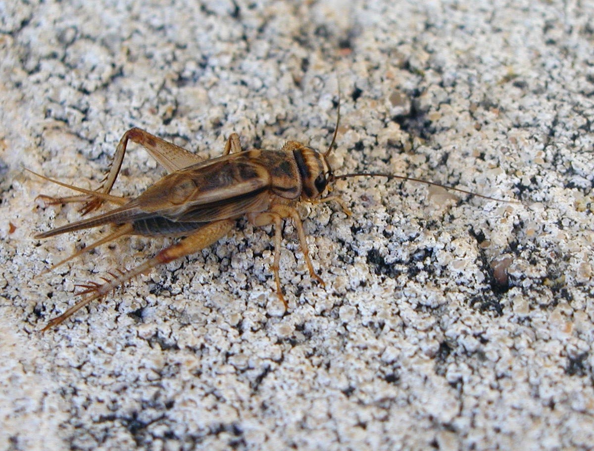 Los insectos pierden habilidades con el paso del tiempo. (DPA)