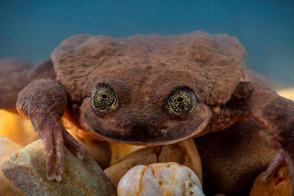 La rana acuática de Sehuencas es una especie en peligro de extinción. (AFP)