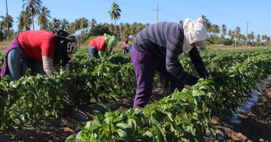 Sectores agrícolas.