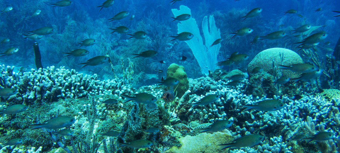 Arrecife de coral. (ONU)