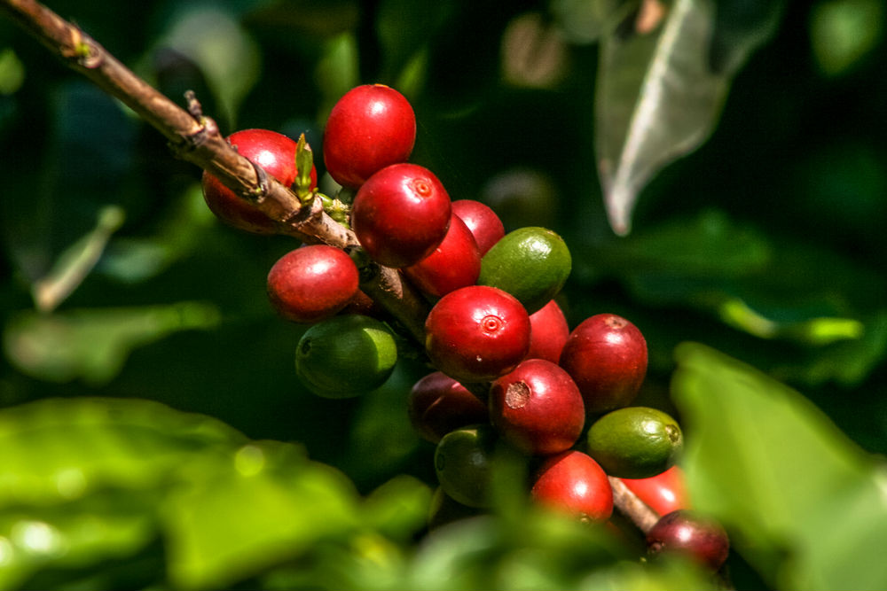 El café silvestre tiene cada vez más problemas para sobrevivir al cambio climático. (Shutterstock)