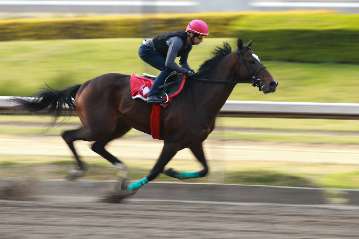 Kukulkán buscará la gloria en el Pegasus World Cup (Iván López)