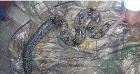 La Boa constrictor se encontraba en el patio trasero de un domicilio en Ciudad Victoria.