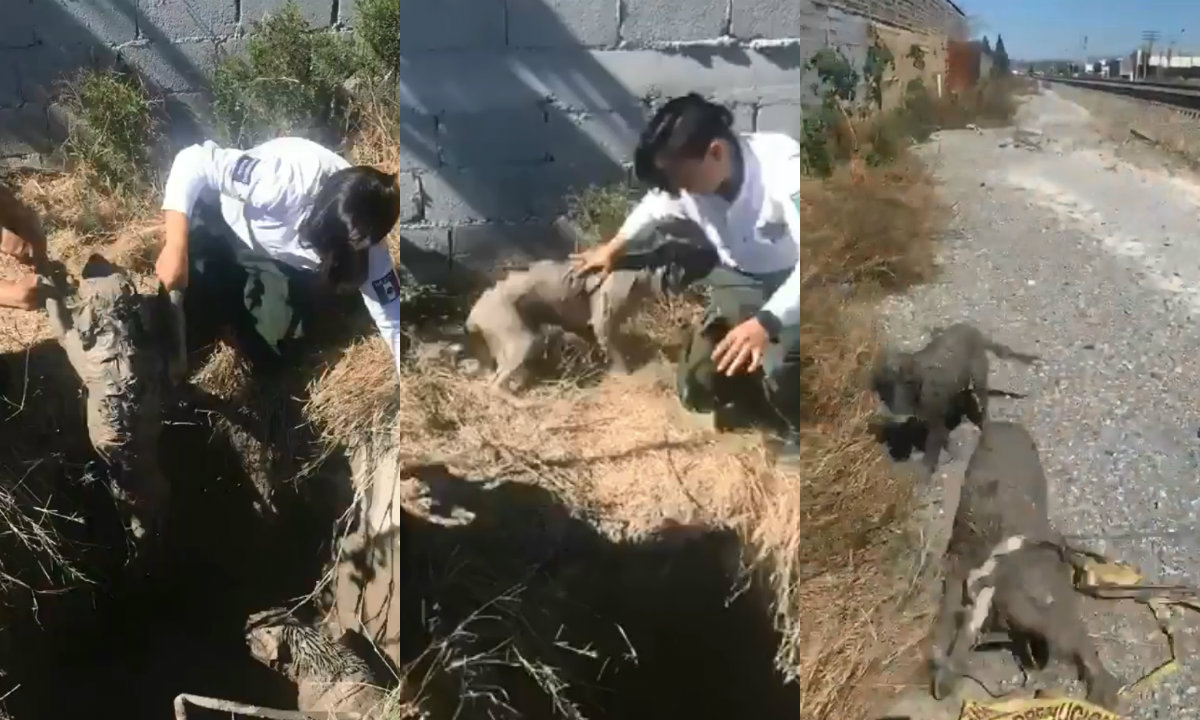 Uno de los perritos regresó con su rescatadora y se acurrucó de manera de agradecimiento. (Especial)