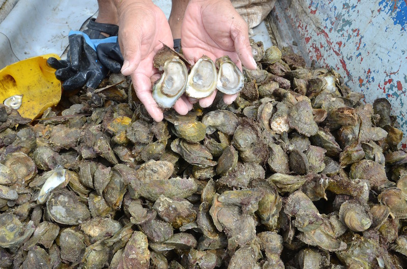 Pesca de ostión.