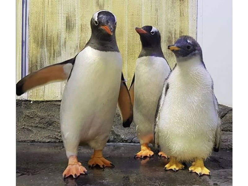 Sphen, Magic y su cría de tres meses, Sphengic. (Instagram @sealifesydneyaquarium)