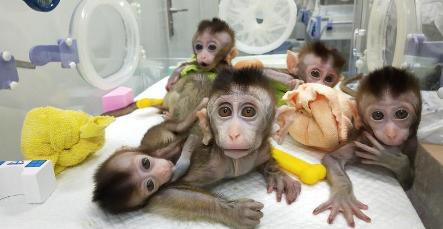 Los cinco monos que China clonó de un macaco editado genéticamente con trastornos del ritmo circadiano. (Twitter | @XHNews)