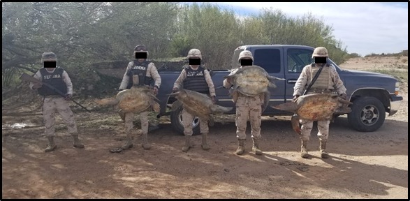 Militares también aseguraron una camioneta, una escopeta y un cartucho de calibre 12. (Especial)