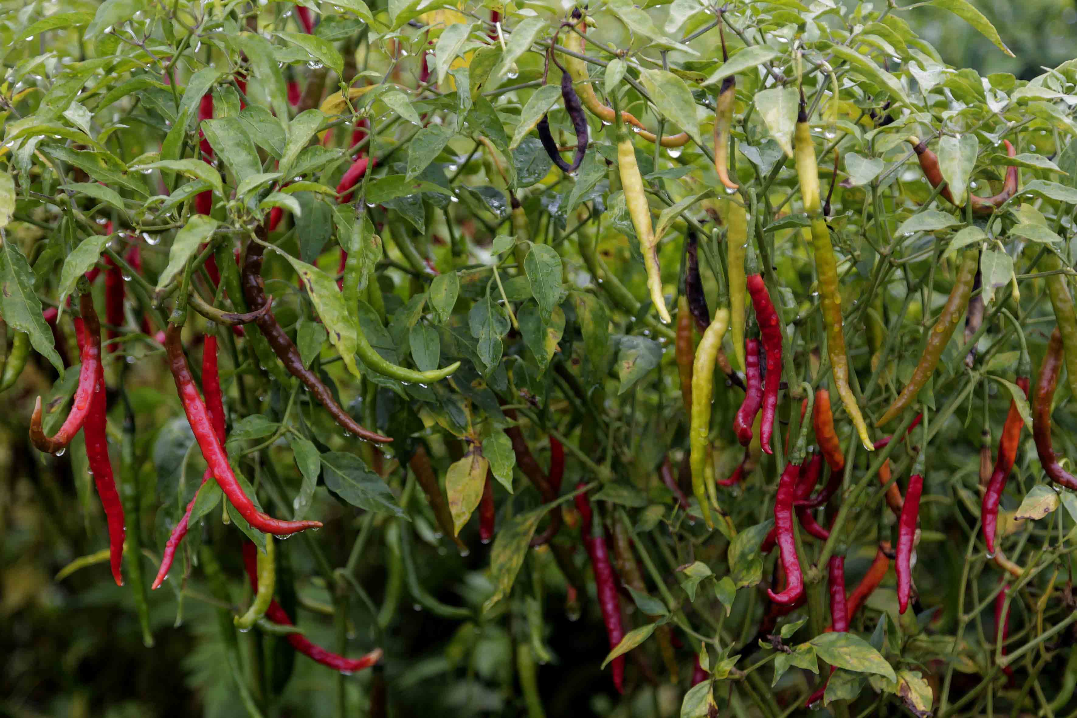 Chile de árbol.