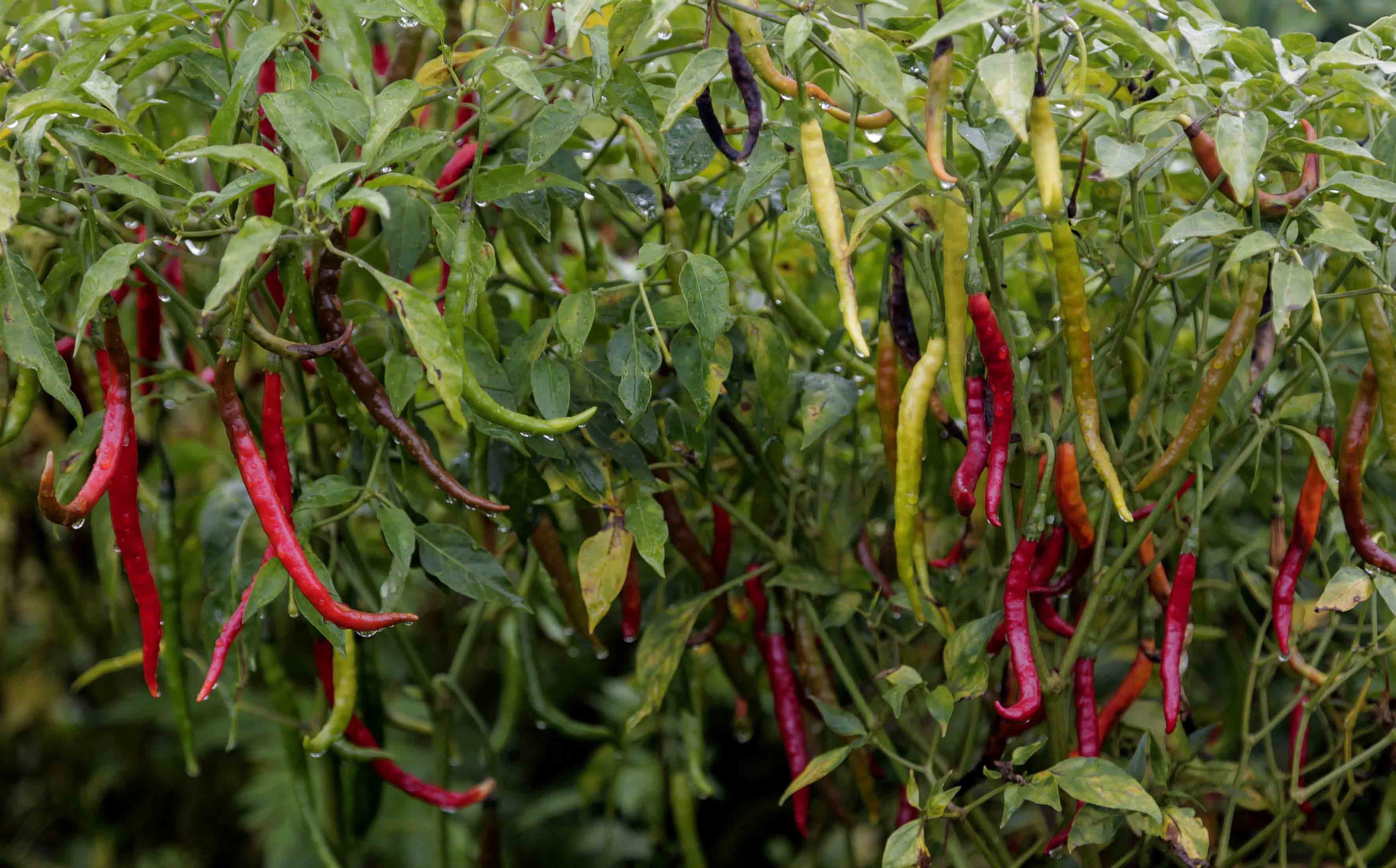 Por caro, chile de árbol suple al serrano Grupo Milenio