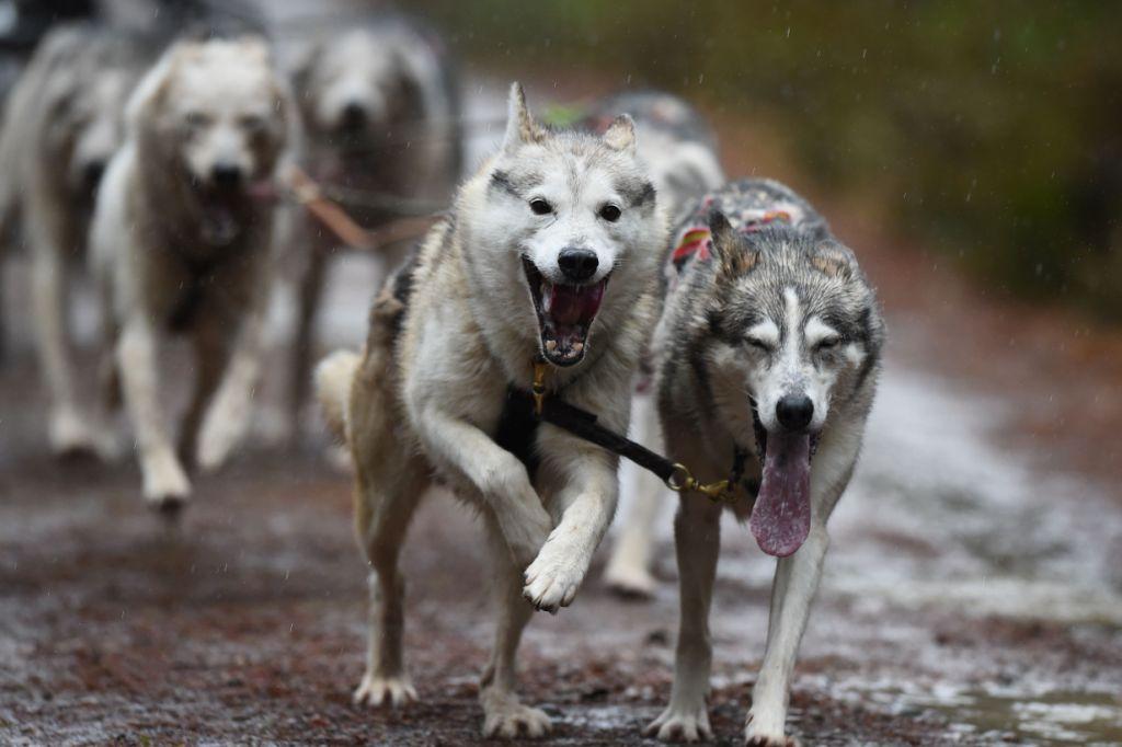 Equipos de entre dos y ocho perros tiran de su dueño en un trineo. (AFP | Andy Buchanan)