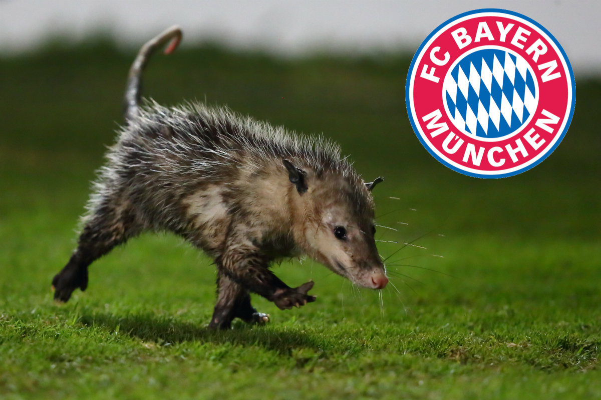 El tlacuache Jarochito es "pretendido" por el Bayern Múnich (Mexsport)