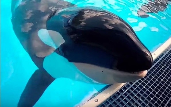 Seaworld Kayla Kayla, la orca de 30 años, muere repentinamente en SeaWorld de Orlando ...