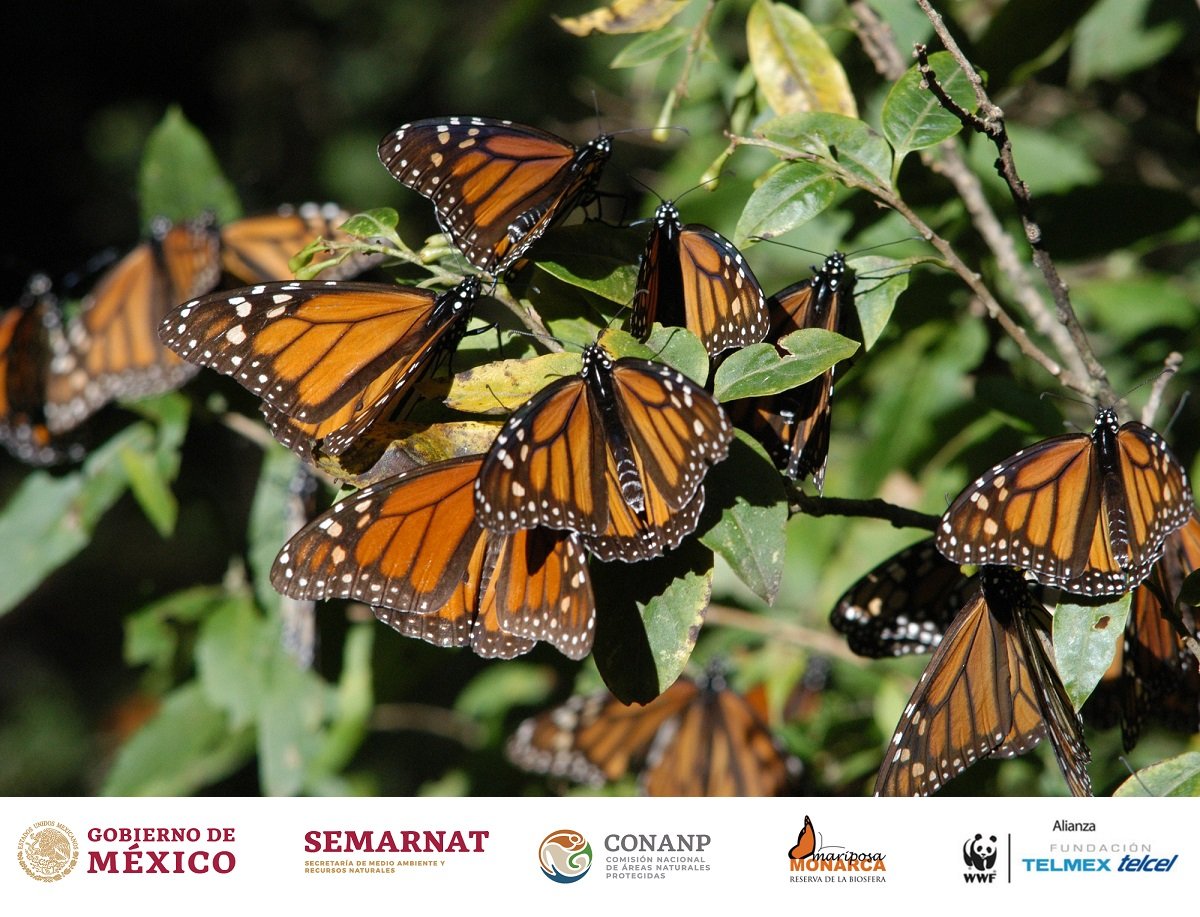 México, Estados Unidos y Canadá alcanzan la meta de recuperación de mariposa monarca fijada para 2020 (Cortesía)