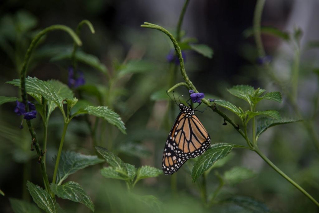 La superficie forestal ocupada por las mariposas monarca aumentó este año. (Cuartoscuro)