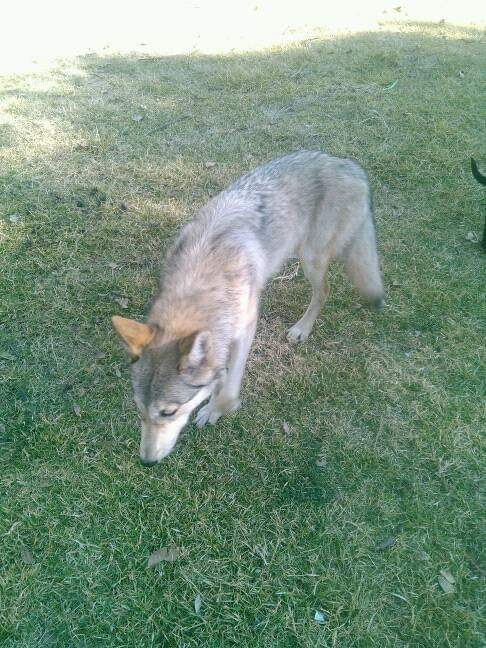 El can fue confundido con un lobo. (Especial)