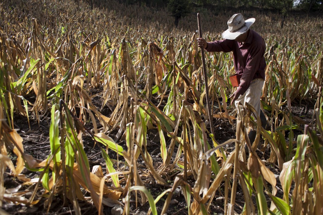 Productores de siembra agrícola