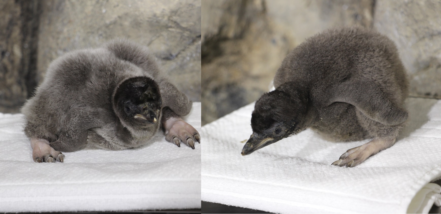 Dos pingüinos Adelie se sumaron a la familia del Zoológico Guadalajara. (Cortesía)