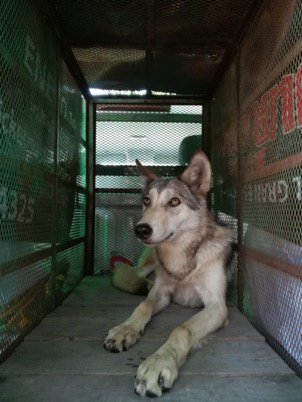 El híbrido fue llevado a instalaciones del Centro de Conservación e Investigación de la Vida Silvestre en La Paz. (Especial)