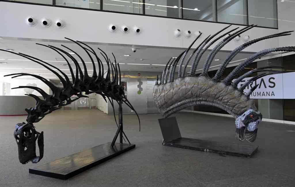 Bautizado Bajadasaurus pronuspinax, el dinosaurio pertenece a la familia de los dicreosáuridos. (AFP)