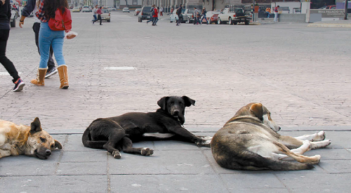 Se informa que hasta el 70 % de la población canina de la entidad fue abandonada por sus dueños. (Claudia Aguilar)