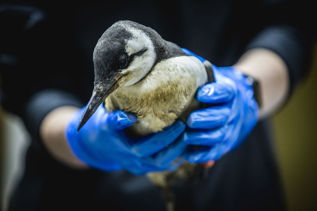 Científicos no comprenden qué causo la muerte de más de 20 mil aves en Holanda. (AFP)