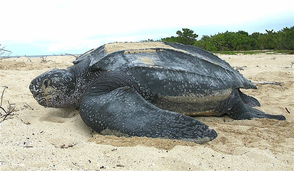 Las especies de megafauna están más amenazadas y tienen un mayor porcentaje de poblaciones decrecientes. (Especial)