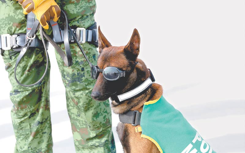 Binomios caninos participaron en la jornada. (Foto: Leonel Rocha)