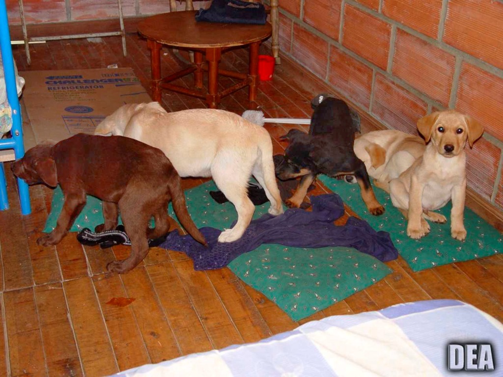 Tres perritos murieron luego de que un veterinario les inyectara heroína líquida. (AP)