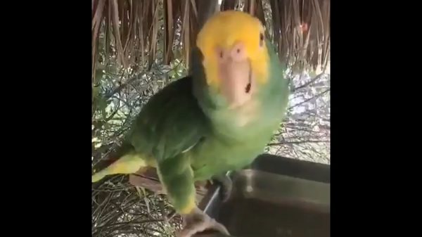 Un loro palancaco envió un saludo a la afición del América.