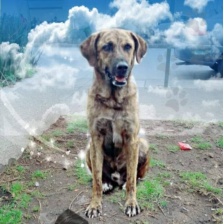Tigre, perro al cuidado comunitario del fraccionamiento Davivir en Tizayuca. (Cortesía)