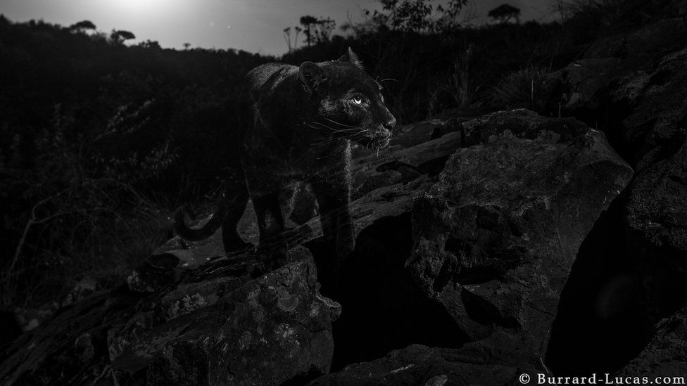 La pantera negra fue captada por la lente del fotógrafo inglés Will Burrard-Lucas.