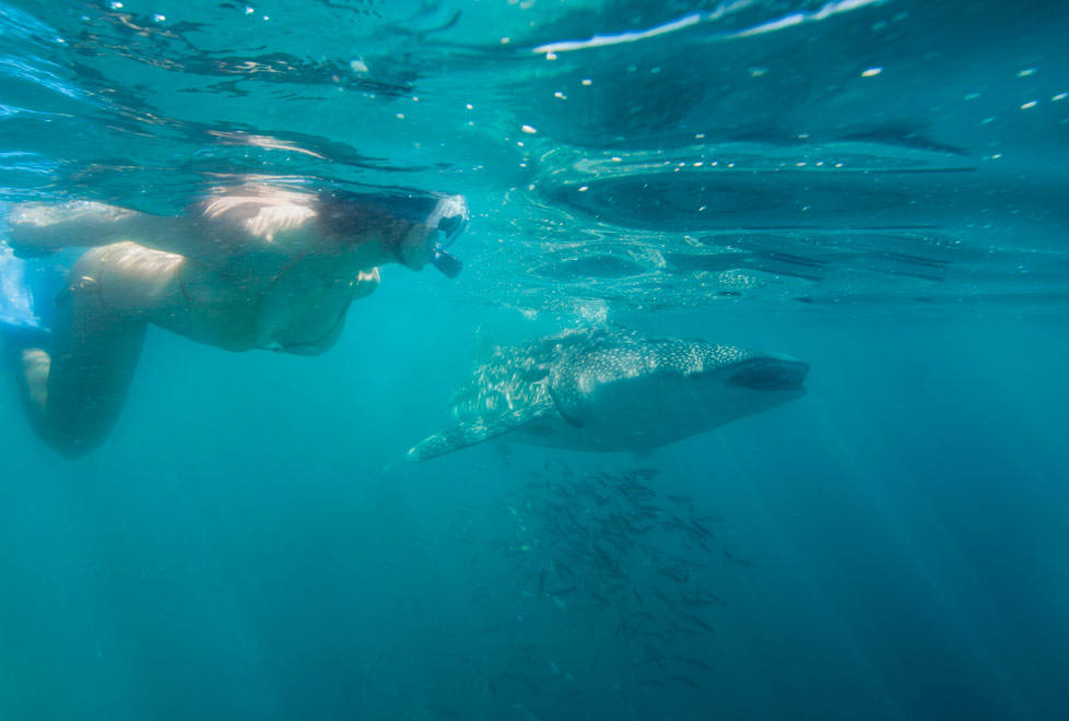 Debes de nadar de forma paralela al tiburón ballena (Cortesía Fideicomiso de Turismo Estatal de Baja California Sur).