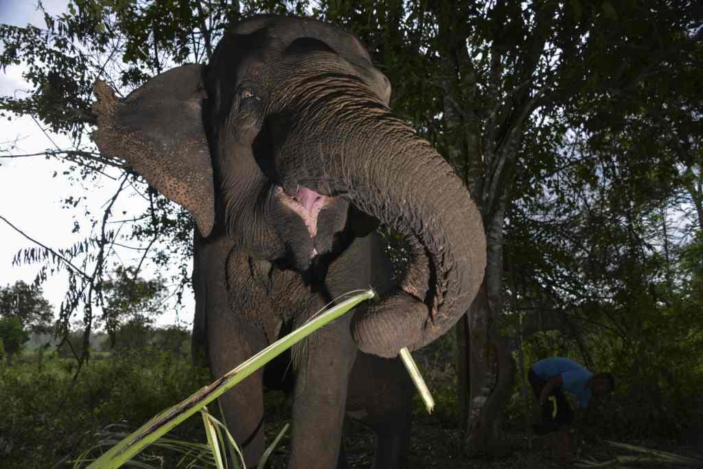 Indonesia. Un elefante sumatra que fue previamente atacado durante un partullaje de rutina (AFP)