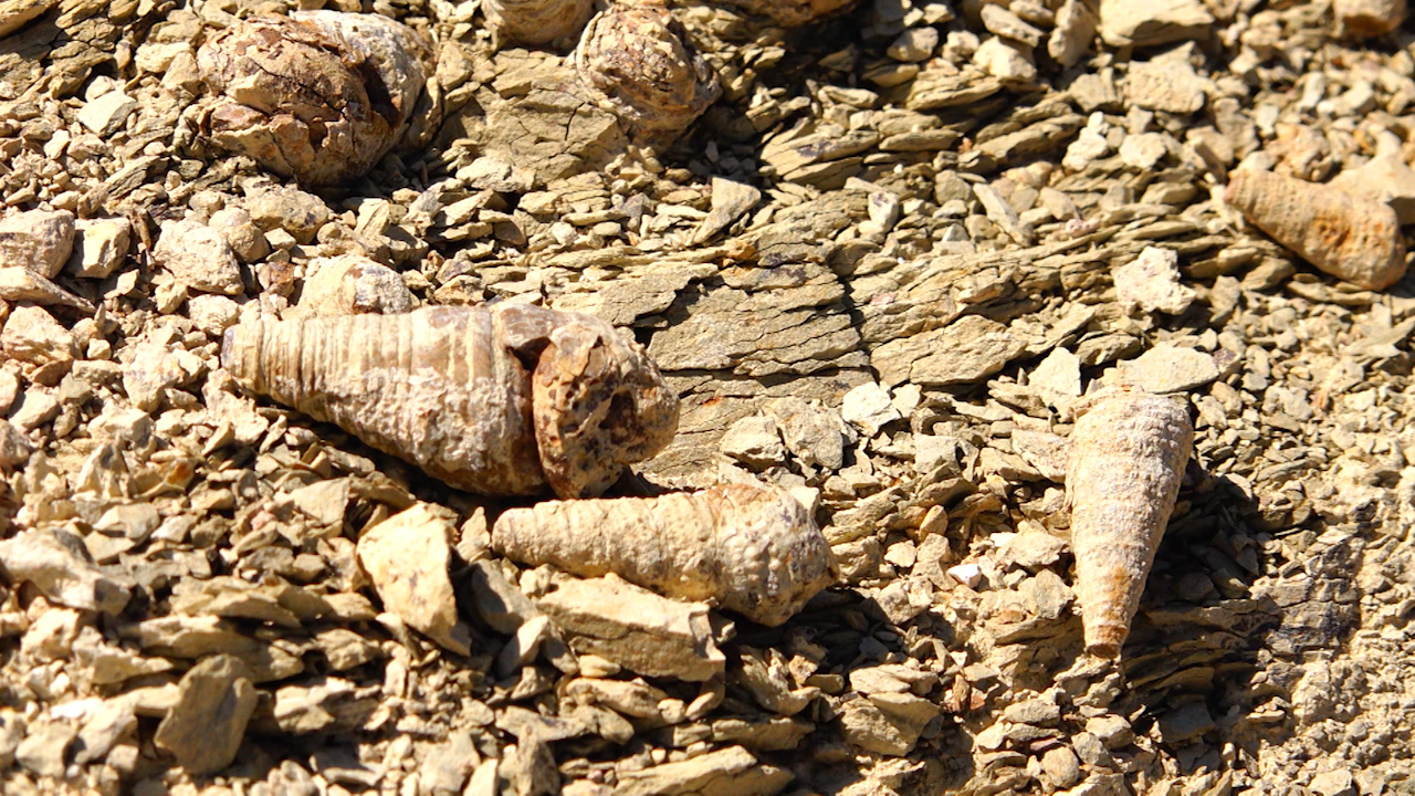 Conexión Milenio. Mixteca poblana Grupo Milenio