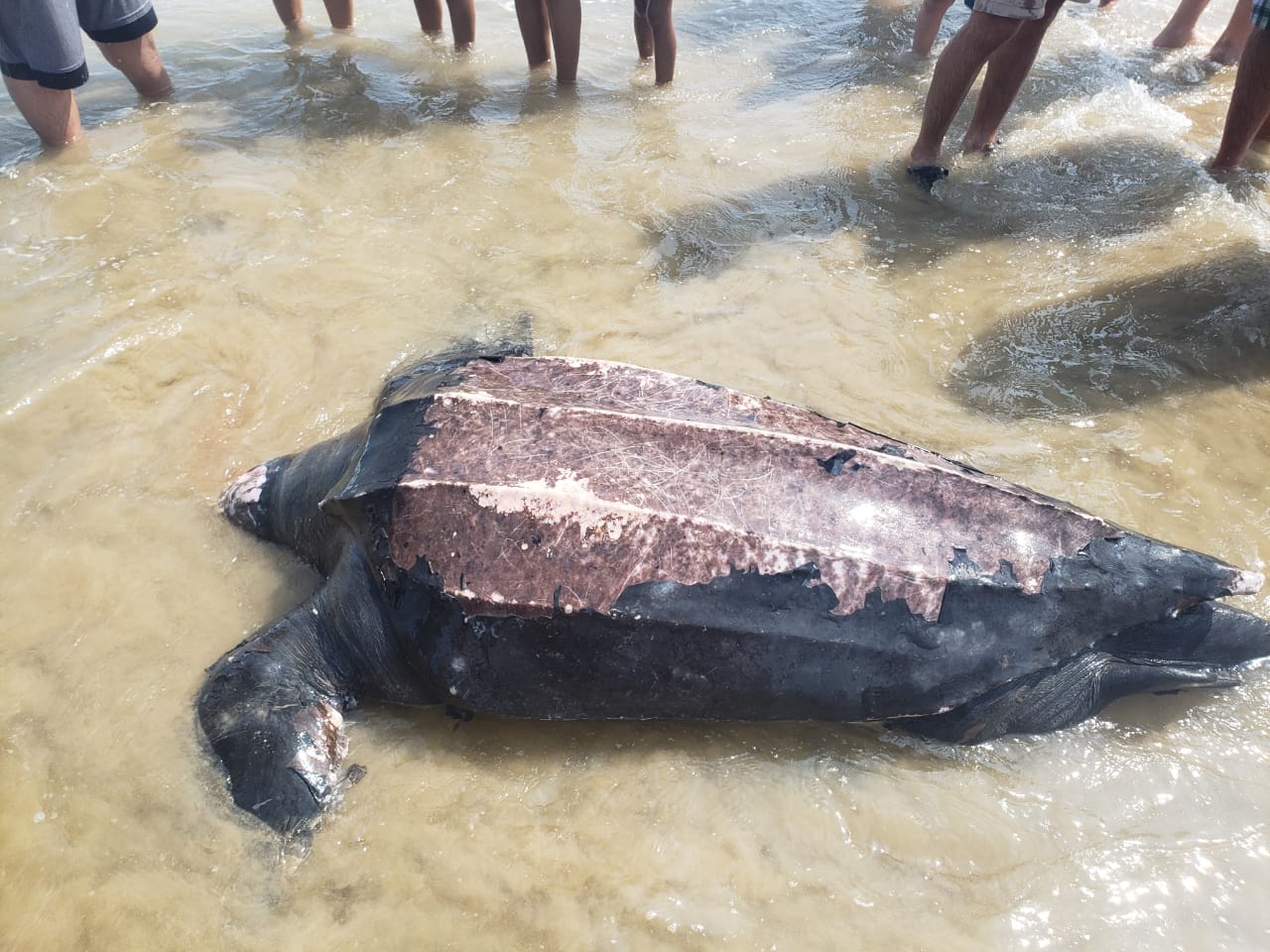 Gran tortuga aparece muerta en playa Miramar