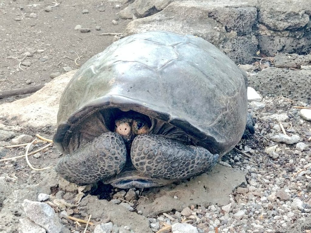 La Chelonoidis phantasticus, propia de la isla Fernandina, es una de las 15 especies de tortugas gigantes de Galápagos.