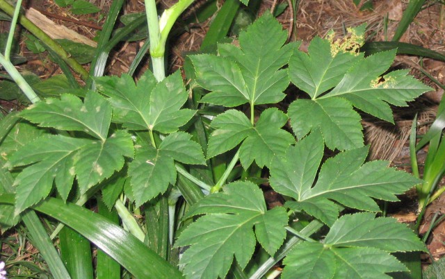La planta ha sido utilizada por los japoneses desde la antigüedad/Especial