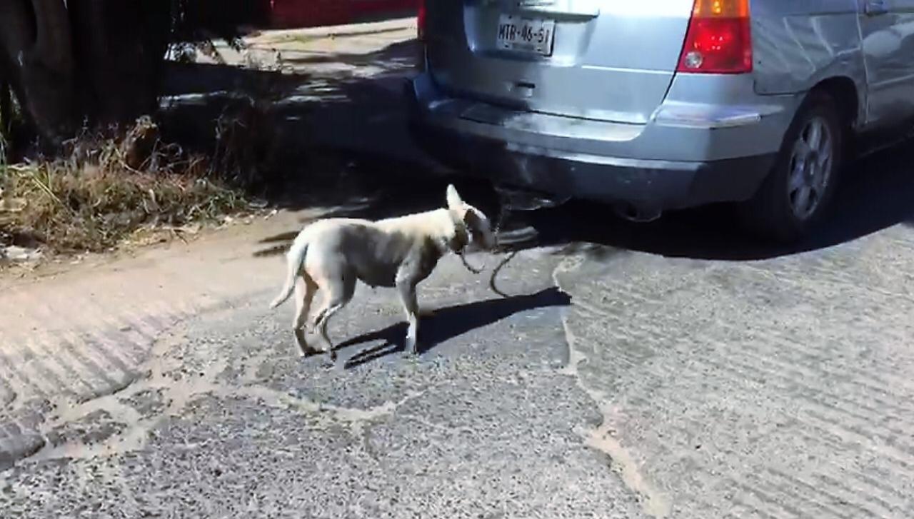 Un hombre arrastra a un perro en Oaxaca. (Especaial)