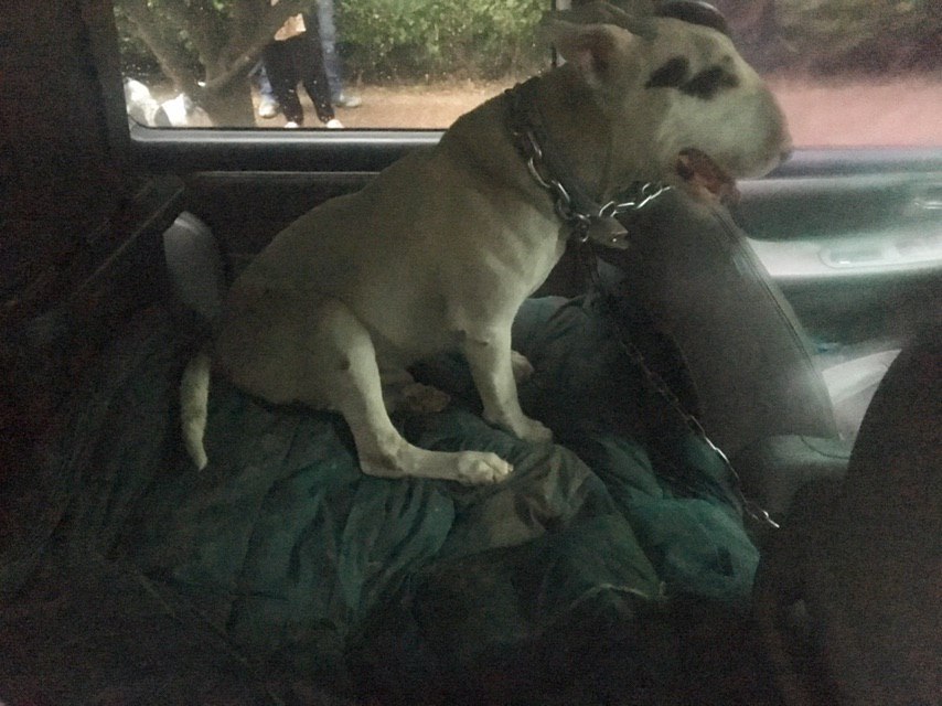 El perro una vez rescatado será canalizado a una clínica veterinaria de la alcaldía  Benito Juárez, donde estará en revisión por 10 días. (Especial)