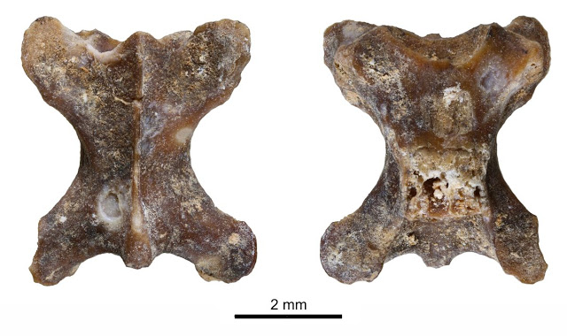 Los restos fósiles se encontraron en las excavaciones de Quibas. (Cortesía IPHES)