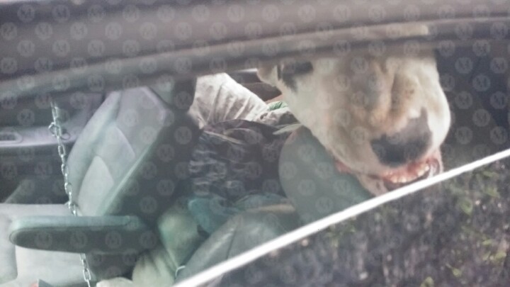 De acuerdo con vecinos, el perro lleva varios días encadenado al interior de la camioneta. (Jorge Becerril)