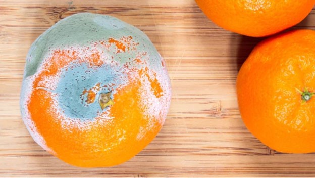 Algunos alimentos con moho pueden comerse al retirar la parte afectada. (Shutterstock)