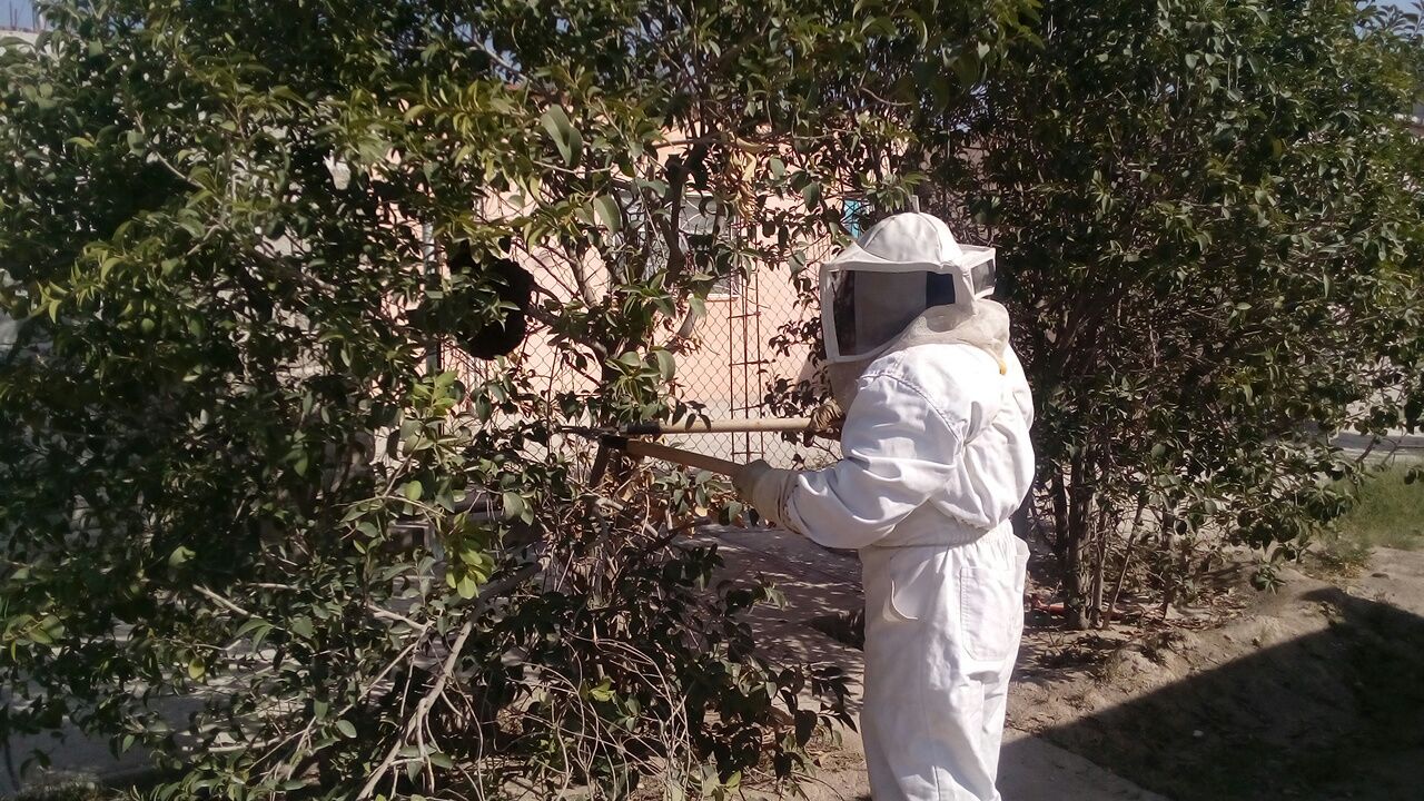 Se busca evitar  destrucción de los enjambre y por consecuencia la muerte de las abejas  por los malos métodos empleados para retirarlos. (Archivo)