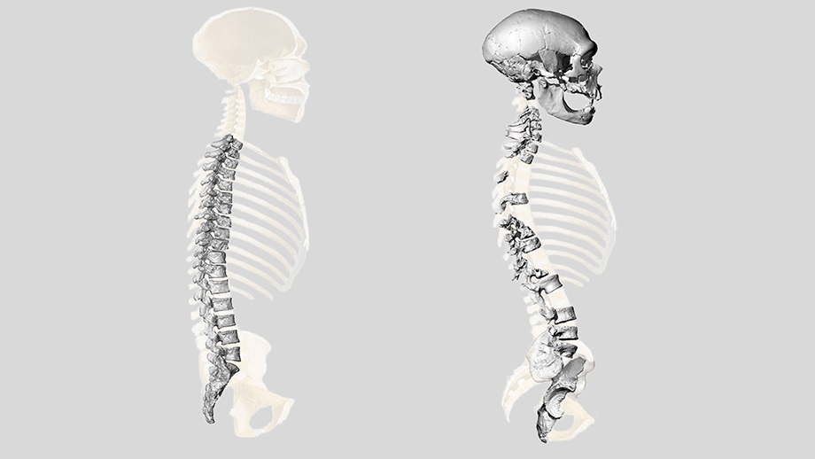 Los neandertales tenían una región lumbar y un cuello curvados, al igual que los humanos. (DPA)