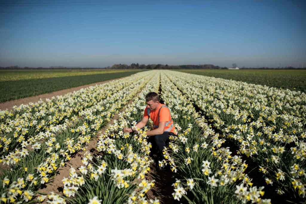 RU. Un jardinero revisa sus cultivos de narcisos para vender en Lincolnshire (AFP)