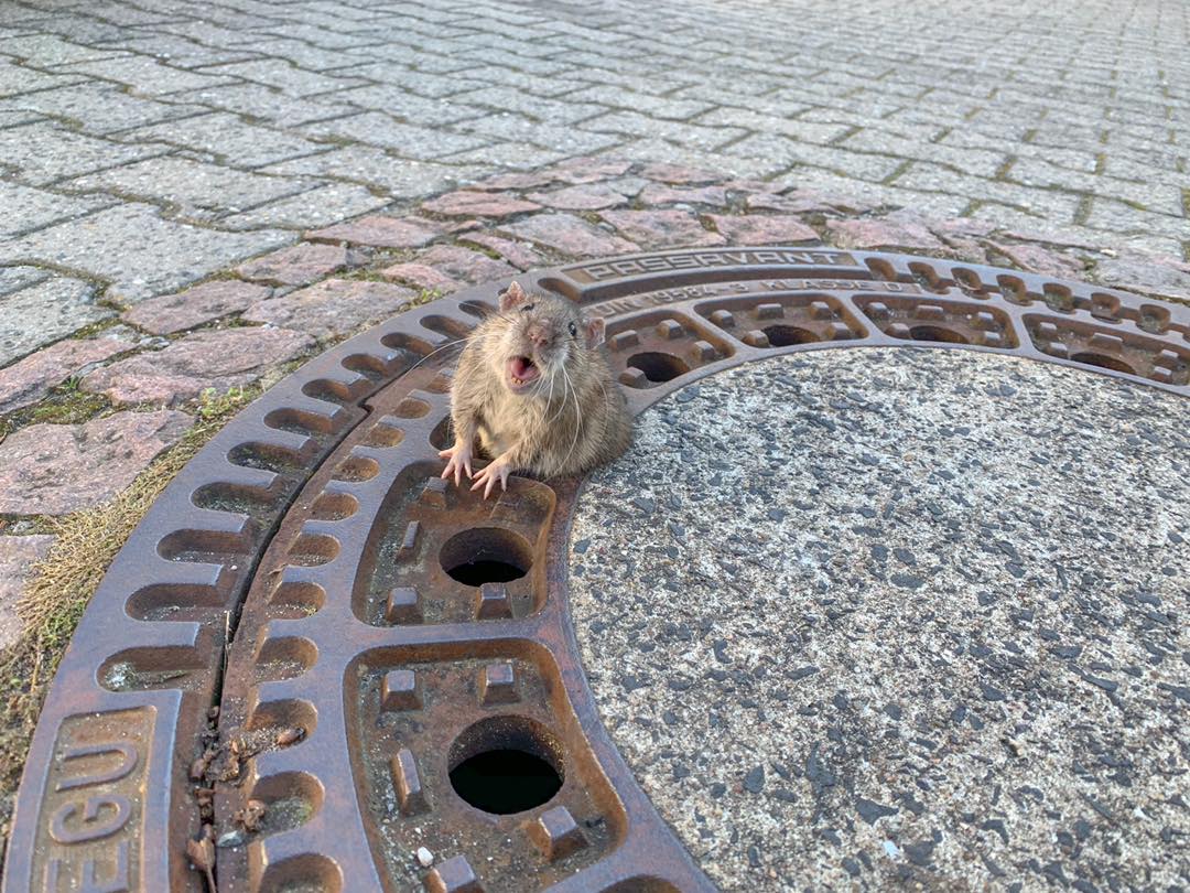 Algunas usuarios criticaron el rescate del roedor. (Berufstierrettung Rhein Neckar)